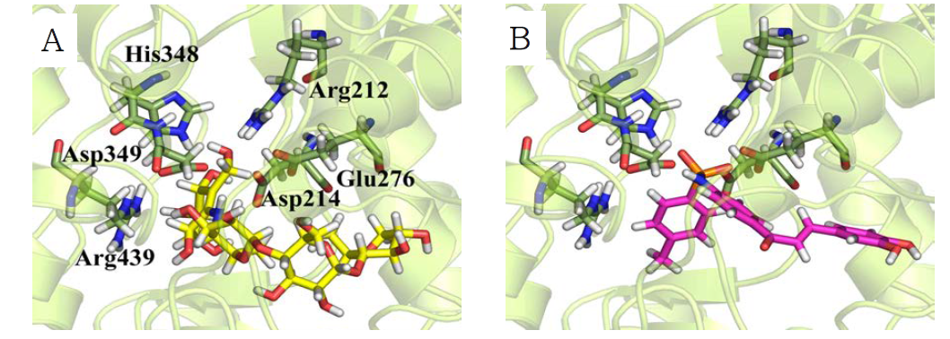 The molecular docking results. The binding conformations of acarbose (A), compound 10 (B) interacting with the active site residues are shown in sticks attheactive site of the modeled S. cerevisiae α-glucosidase structure.