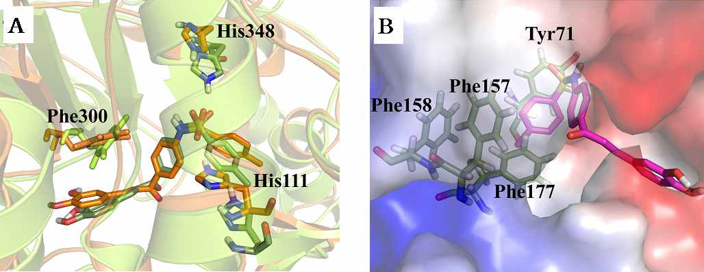 Initial (green) and final (orange) snapshots of 3ns MD simulation were superimposed to show the exchange of histidines in interacting with compound and the position of Phe300 (A) Electrostatic potential surface map of S. cerevisiae α-glucosidase displaying the role of the four hydrophobic residues in holding the terminal ring of compound 10 (B).