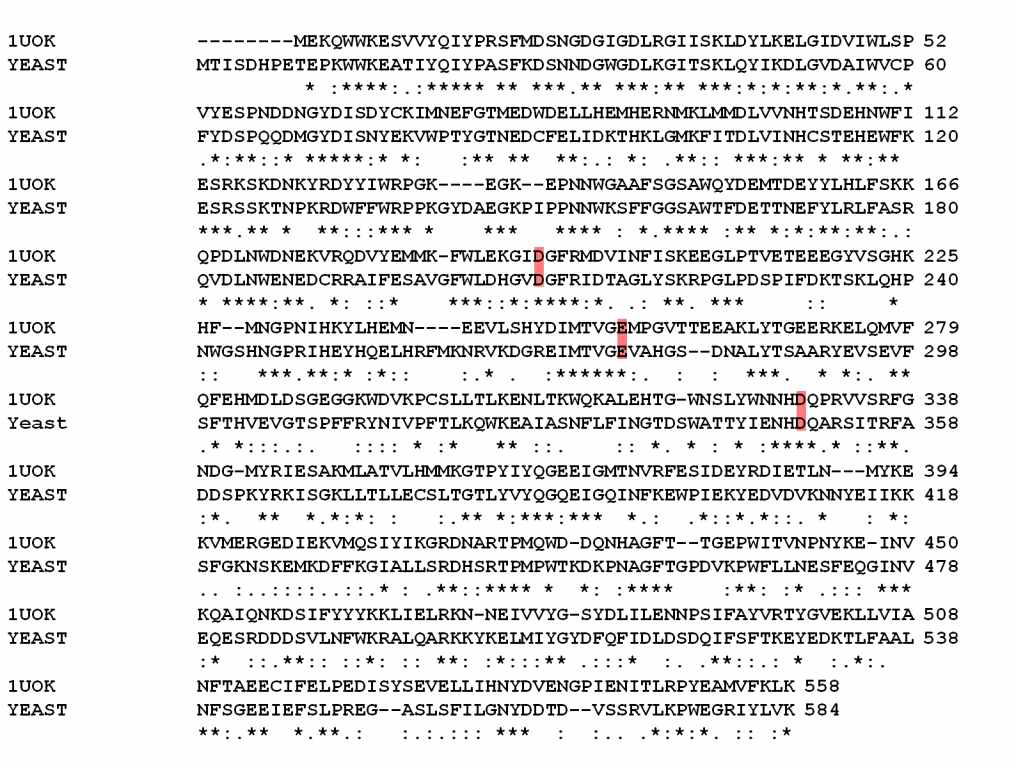 Sequence alignment (ClustalW2) of S. cerevisiae a-glucosidase (represented as YEAST)with oligo-1,6-glucosidase (1UOK). Sequence identities are denoted by asterisks (*), conservative substitutions by colons (:), and semi-conservative substitutions by dots (.). The catalytic residues are indicated in a red box.