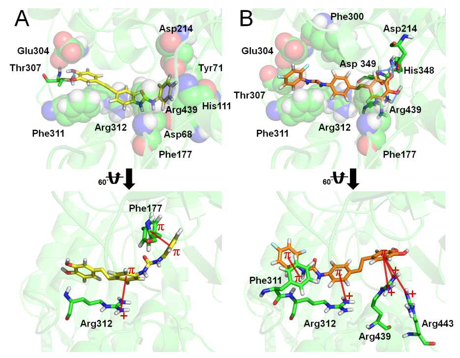 Binding modes of 22 (yellow) and 28 (orange) in the active site of a-glucosidase.