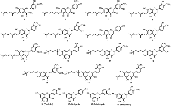 참오동나무 열매에서 분리한 neuraminidase 저해제 (1-19)의 화학구조