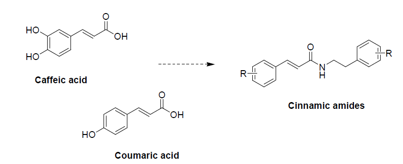 목표화합물의 구조적 특징 (Cinnamic acids 와의 유사성)
