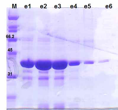 니켈친화크로마토그라피로 분리한 PPLpro 단백질.