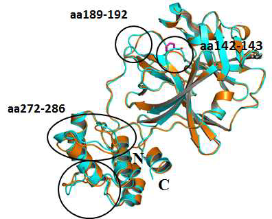 3CLpro 단백질 구조의 비교. PDB ID 2VJ1과의 구조 겹침.
