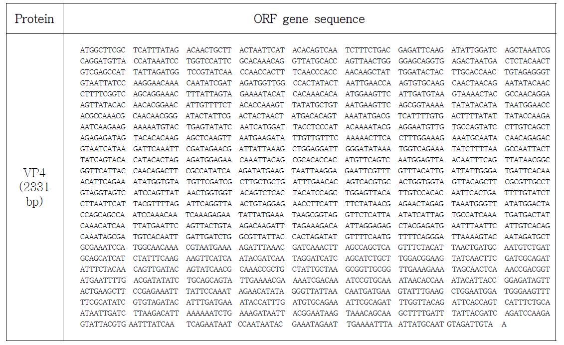 특이적 프라이머를 이용하여 확보한 로타바이러스의 VP4의 유전자의 ORF 유전자 서열