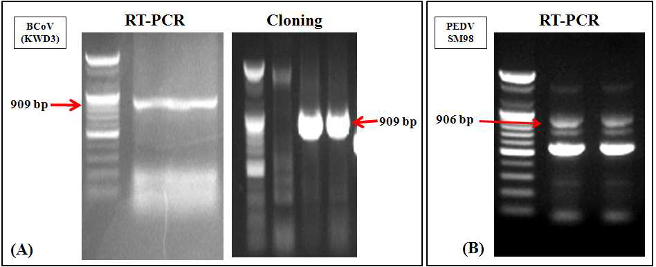소 코로나바이러스(A)와 돼지 코로나바이러스 (PEDV, B)의 3CLpro 유전자 증폭 전기 영동 사진