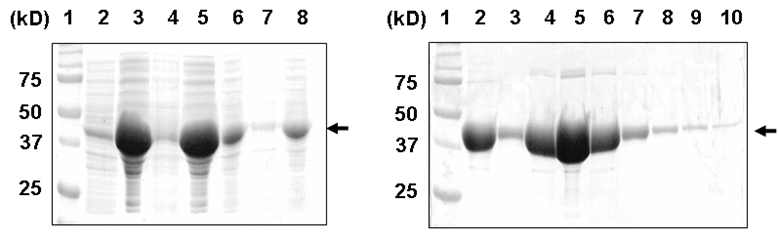 트롬빈 효소 처리에 의해 헥사히스티딘이 제거된 MBP-Cys-Cys 단백질 생산