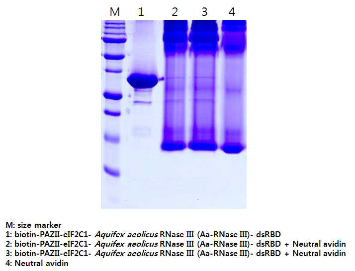 biotin-PAZ-dsRBD 발현 정제와 neutral avidin과의 결합