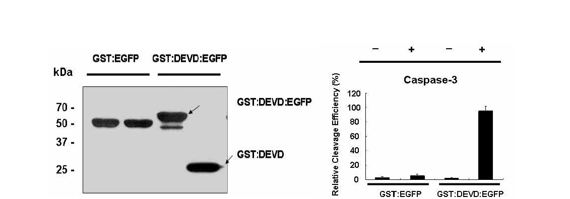 카스파제-3 활성모니터링을 위한 GST:DEVD:EGFP 리포터의 Western Blotting