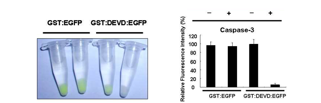 글루타치온-비드에 고정된 GST:DEVD:EGFP 리포터를 이용한 카스파제-3 활성분석