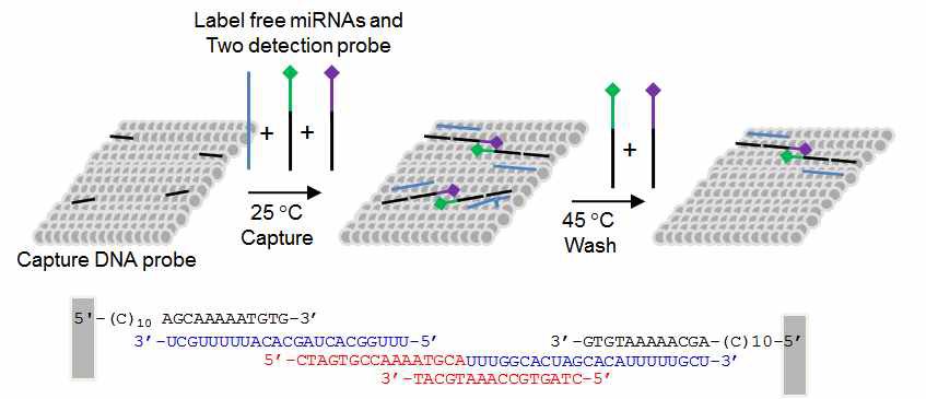 다중 DNA 프로브를 이용한 마이크로 RNA 분석