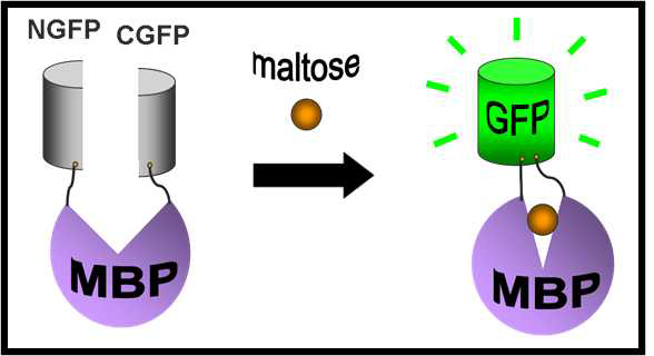 말토오스에 의해 유도되는 MBP 구조변화 측정 모식도