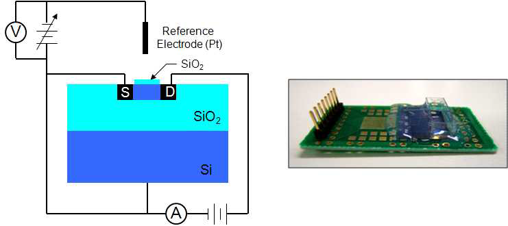 본연구에서 사용된 ISFET 바이오센서의 측면도 및 센서 사진