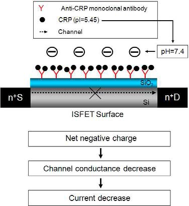 항체 항원 결합을 이용한 ISFET CRP 모니터링 시스템