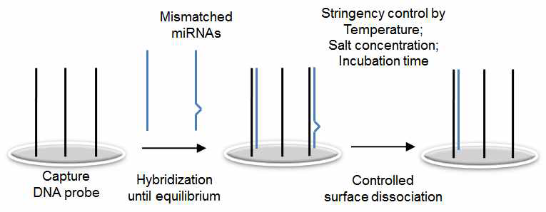표면에서의 dissociation 조절을 통한 특이적 마이크로 RNA 분석센서
