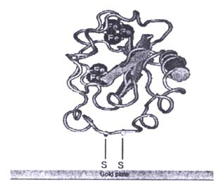금 (Au) 기판 위에 -SH결합을 이용하여 자기 조립된 단백질모형도