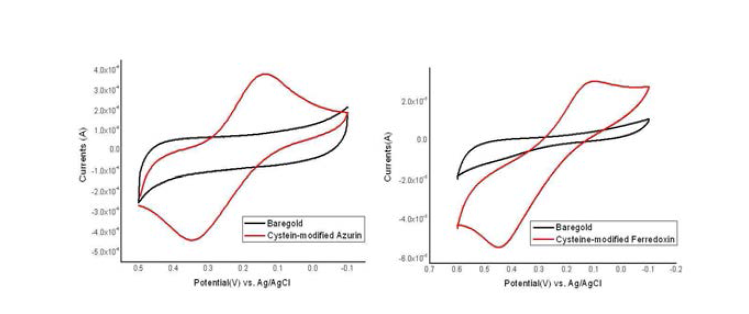 시스테인기가 도입된 산화환원 단백질 아주린의 순환전류 전압측정 결과와. 시스테인기가 도입된 산화환원 단백질 페레독신의 순환 전류전압측정 결과