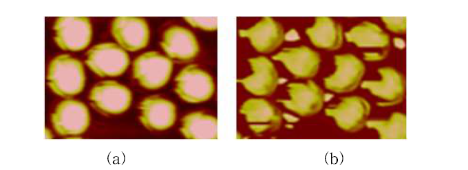 나노 금 닷 패턴의 AFM 이미지 (a)ITO기판에 금 닷 생성 후, (b)금 나노 닷 패턴위에 재조합 단백질(아주린) 고정화 후