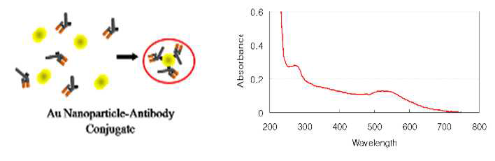 UV-vis를 이용한 나노입자-항체 복합체 확인 (PSA)