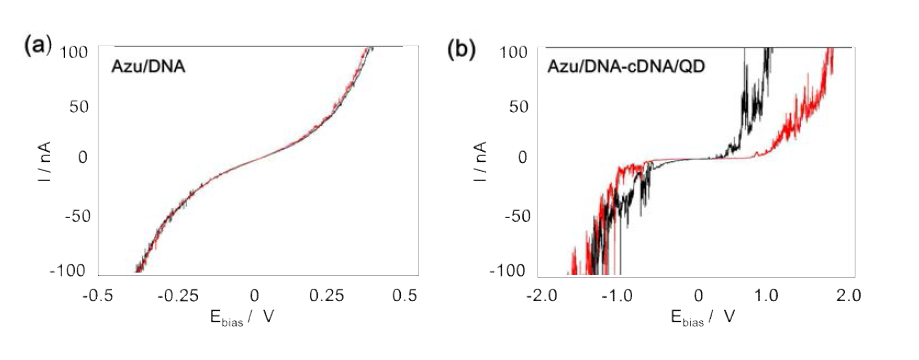 (a) 주사탐침분광기를 이용한 재조합 아주린/DNA 하이브리드 복합체의 전기적 특성, (b) 주사탐침분광기를 이용한 재조합 아주린/DNA-cDNA/QD 하이브리드 복합체의 전기적 특성