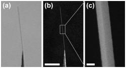 텅스텐 마이크로팁 끝에 접합된 금 나노선의 현미경 사진