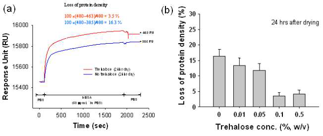 (a) 단백질 표면을 24시간 건조 후 활성손실율을 확인하기 위한 SPR 분석실험, trehalose처리한 표면(적색)과 처리하지 않은 표면(청색)의 단백질 활성도를 비교 (b) Trehalose를 처리한 농도조건에 따른 단백질 손실율 변화 그래프