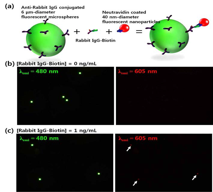 (a) IgG 단일클론 항체로 표면처리된 미세입자와 IgG-Biotin, Neutravidin이 코팅된 형광 나노입자의 샌드위치 면역복합체를 형성. (b) IgG-Biotin이 없을 경우. (c) IgG-Biotin이 있을 경우.