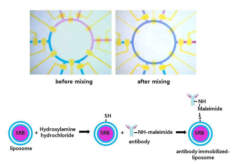 미세유체소자 내 병원성 세균 특이적 항체 고정 리포좀(immunoliposome) 생산