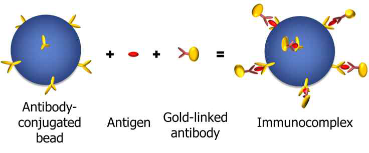 면역분석을 위한 나노바이오 LOD 용 면역복합체 형성 개념도