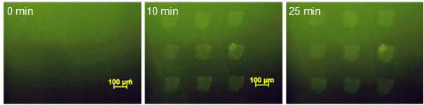 나노바이오 LOD 소자내 ITO-glass 표면에 구성한 3 × 3 DNA 마이크로어레이 상에서 시간 변화에 따른 혼성화 결과의 형광현미경 이미지