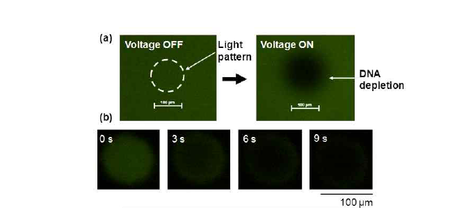 교류전원 (400 Hz, 5 Vpp)을 인가한 전, 후의 DNA의 국소 지역 농도 변화를 관찰한 형광이미지. (a) 전원 인가 전, 후. (b) 시간 변화에 따른 DNA 농도 변화