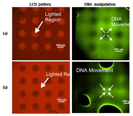 광전자유체 조작기술을 이용한 다중 지역 농축 결과 형광 이미지 (a)양각 패턴을 이용한 결과. (b)음각 패턴을 이용한 결과.