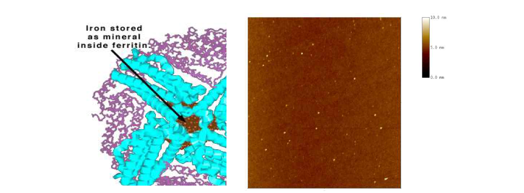 Ferritin 단백질의 모형도와 SiO2 표면에 흡착된 ferritin 단백질의 AFM 이미지 (이미지 사이즈: 5 μm x 5 μm)