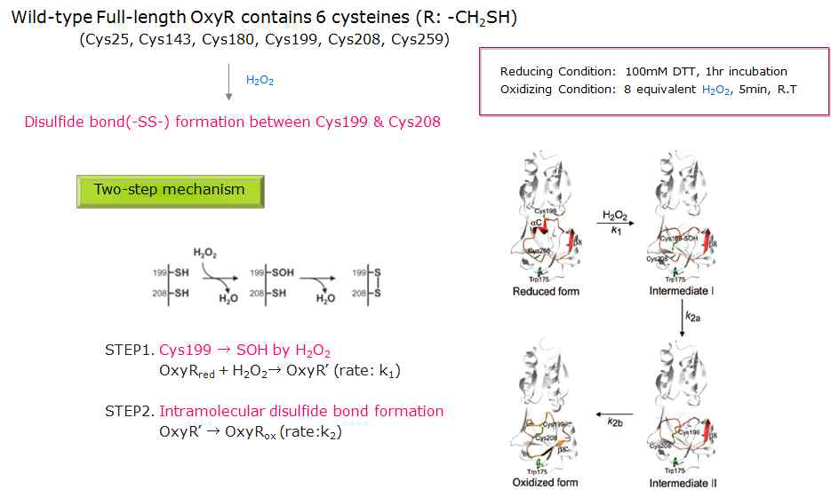 OxyR 단백질의 산화-환원 과정 기작 및 이에 따른 구조 변화 모식도