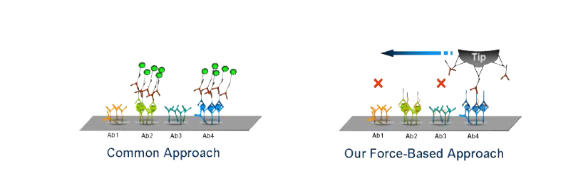 흔히 쓰는 sandwich ELISA (좌) 와 본 실험의 force-based AFM 접근방식 (우)의 모형도