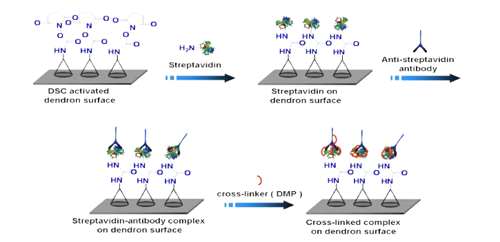 AFM 단백질 microarray실험을 위한 덴드론 기판 위 항원-결합 반응 단계도