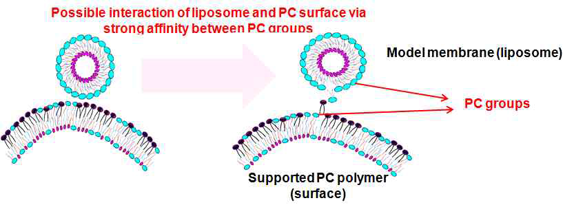 리포좀과 PC 나노 구조체의 상호작용 규명
