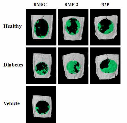 micro-CT analysis of cranial defects healing at 4weeks. Representative 3-D images were rendered from micro-CT data.