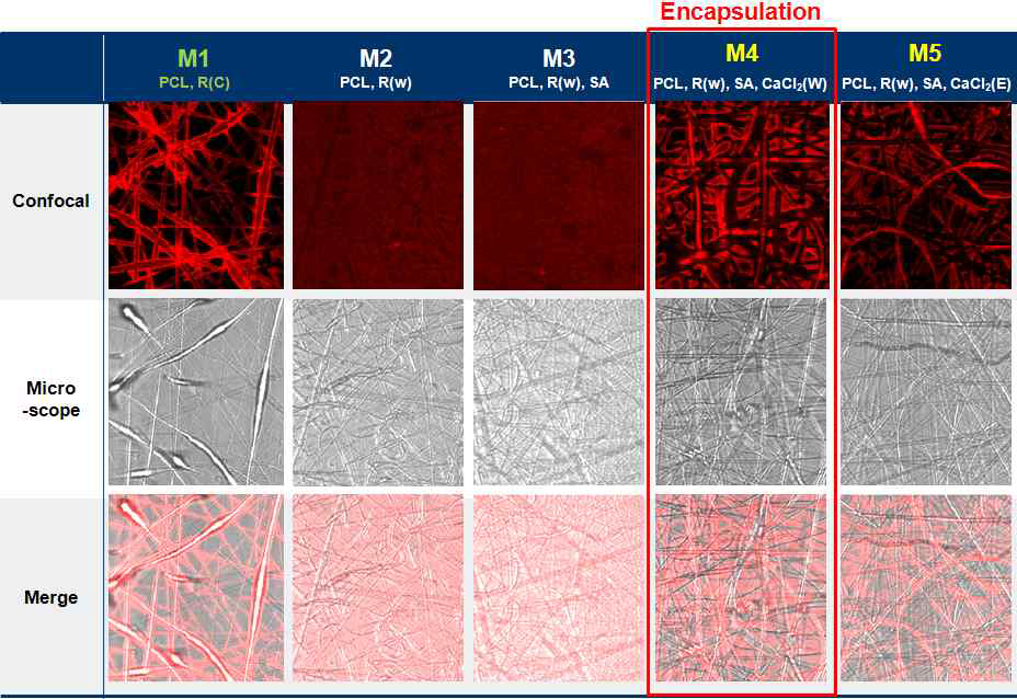 PCL 나노섬유 내에 형광물질을 도입 후 공초점 현미경으로 분석