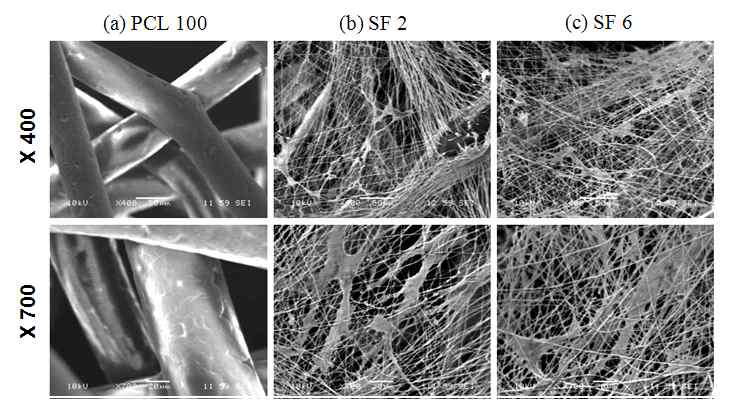 다양한 조성으로 제조된 SF/PCL 나노/마이크로 복합체에서의 3일 이후의 세포부착 및 세포적합성 평가(배율 400 x and 700 x.