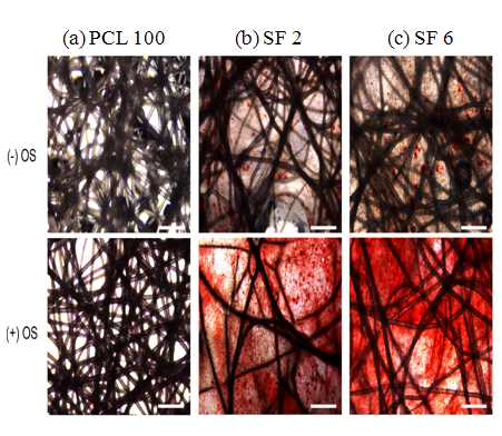 다양한 조성으로 제조된 SF/PCL 나노/마이크로 복합체에서의 hMSCS의 골분화(After 21 day’s cultured, mineralization were assay using alizarin red sulfate (AR-S) staining method. Scale bar represents 100 um)