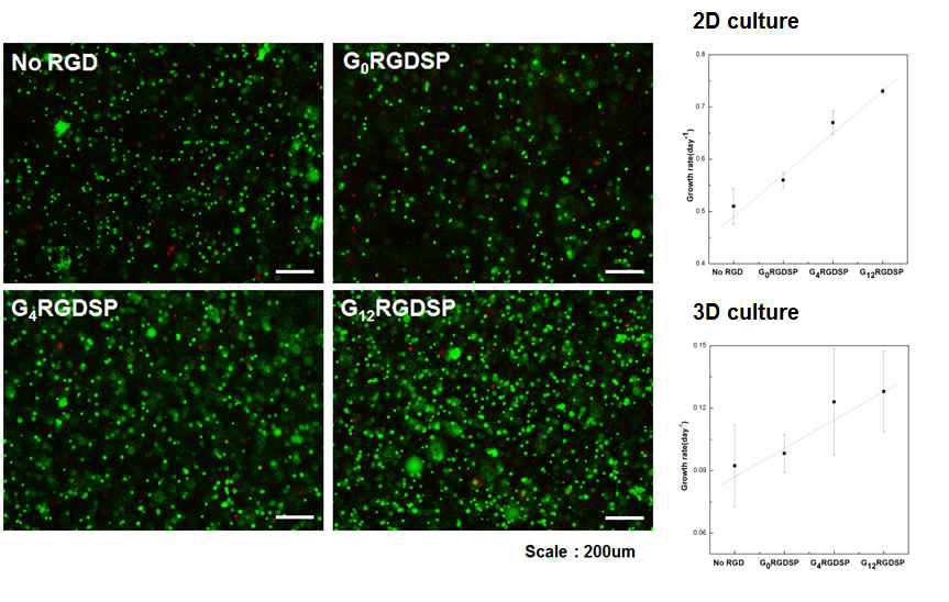 다양한 스페이서 길이의 생리활성물질이 도입된 수화젤에서의 줄기세포의 배양 (왼쪽: Live/Dead assay, 오른쪽: 줄기세포의 2D 및 3D 환경에서의 생장력)