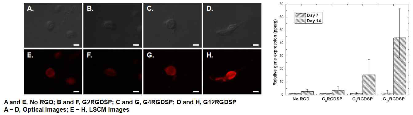 생리활성 물질이 도입된 생체재료를 이용한 줄기세포의 줄세포 분화도 측정 (왼쪽: LCSM image, 오른쪽: Real time PCR을 이용한 pparg 발현양)