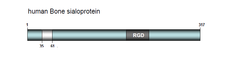 Bone sialoprotien (BSP)로 부터 유래한 콜라겐 결합 도메인