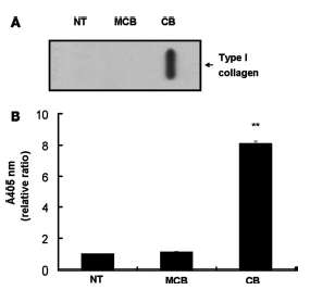 CB peptide와 type 1 collagen의 결합능 확인