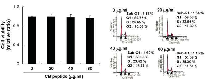 CB peptide의 농도별 세포 독성 확인