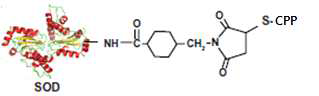세포투과능 펩타이드(CPP)가 결합된 SOD 복합체의 구조