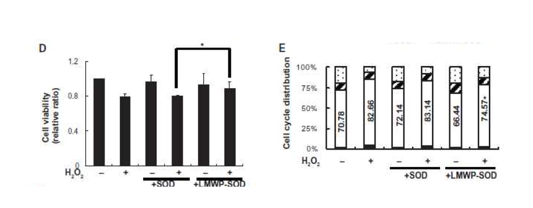 과산화수소에 의해 분화능이 제한된 줄기세포에서의 CPP-SOD 복합체의 세포 독성 확인