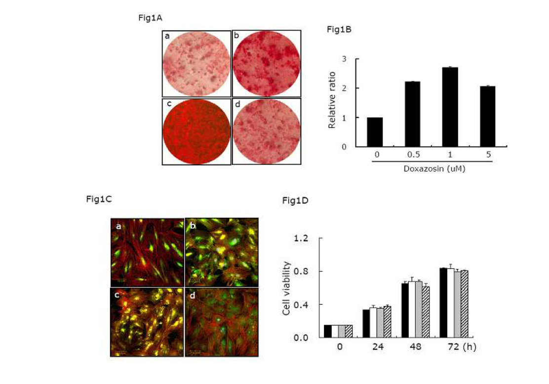 doxazosin처리에 따른 석화화 정도와 proliferation 확인