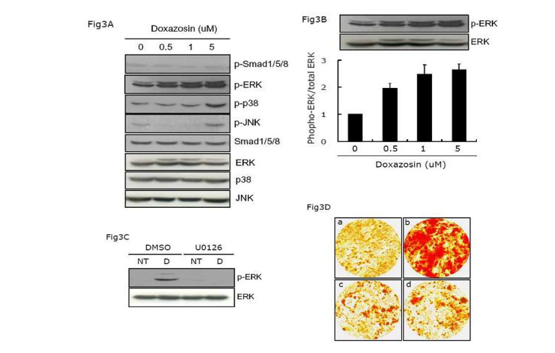 신호전달 단백질인 smad1/5/8, ERK, p38, JNK의 활성화 여부